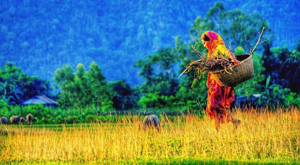 agriculture bangladesh